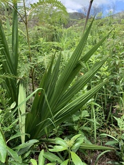 Crocosmia paniculata