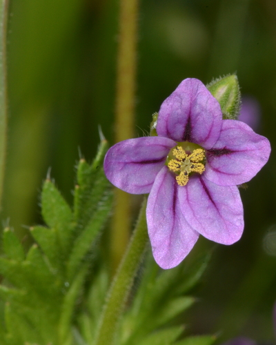 Shortfruit stork's bill (Erodium brachycarpum)