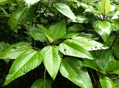 Touchardia latifolia