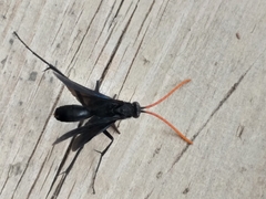 Batozonellus fuliginosus