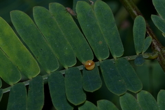 Polyura bharata