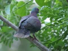 Patagioenas cayennensis