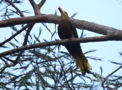 Psarocolius angustifrons