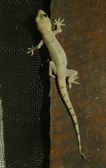 Hemidactylus mabouia
