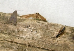 Anacampsis populella