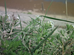 Tournefortia sibirica