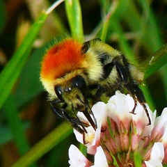 Bombus muscorum