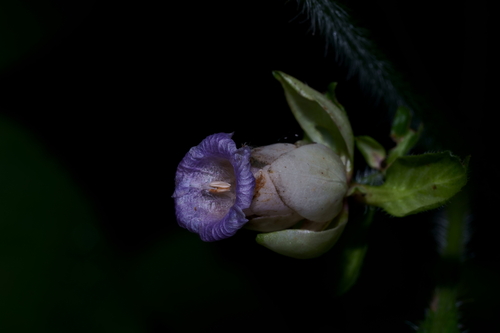 Strobilanthes heyneana observed 2022-12-24