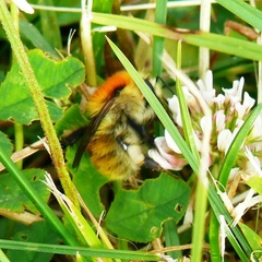 Bombus muscorum