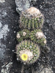 Parodia erinaceus