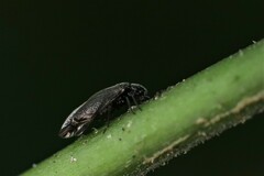 Dypsocus