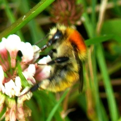 Bombus muscorum
