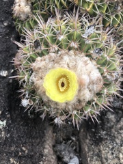Parodia erinaceus