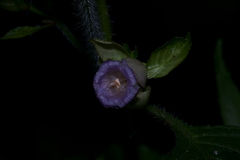 Strobilanthes heyneana