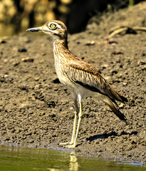 Burhinus senegalensis