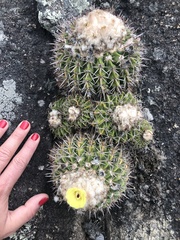 Parodia erinaceus