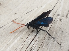 Batozonellus fuliginosus