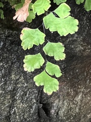 Adiantum capillus-veneris