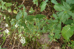 Chaerophyllum temulum