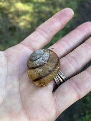 Helminthoglypta stiversiana