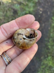 Helminthoglypta stiversiana