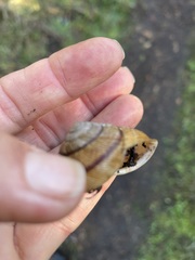 Helminthoglypta stiversiana