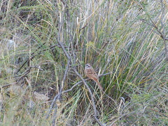 Emberiza cioides