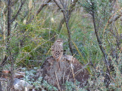 Emberiza cioides