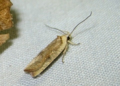 Agonopterix nervosa