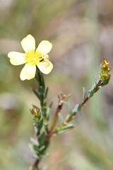 Linum africanum