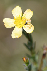 Linum africanum