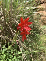 Hesperantha coccinea