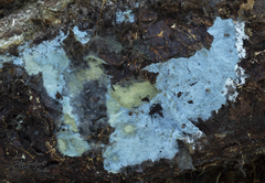 Byssocorticium atrovirens