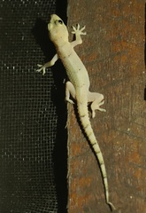 Hemidactylus mabouia