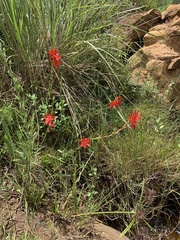 Hesperantha coccinea