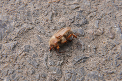 Amphimallon