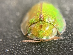 Eurypepla brevilineata