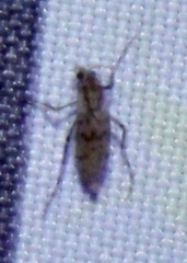 Chaoborus punctipennis