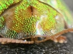 Eurypepla brevilineata