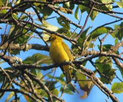 Iole indica
