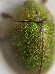 Eurypepla brevilineata