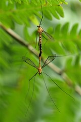 Ctenophora