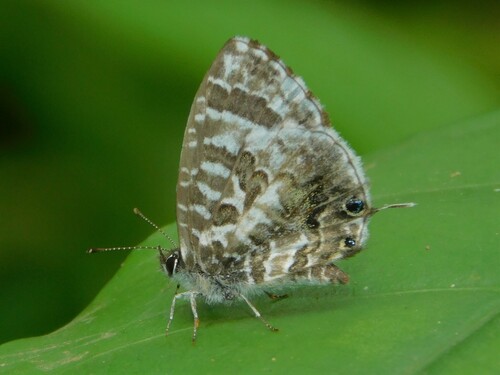 Cacyreus audeoudi