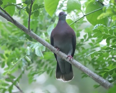 Patagioenas cayennensis