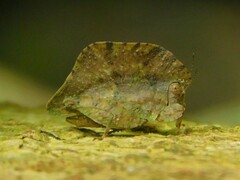 Trypophyllum glabrifrons