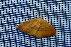 Watsonalla cultraria