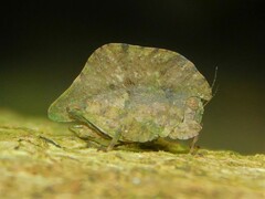 Trypophyllum glabrifrons