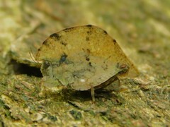 Trypophyllum glabrifrons