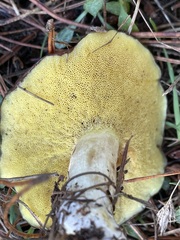 Suillus pungens