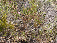 Erica corifolia